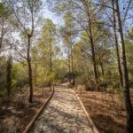 Finca mas de piedra 25