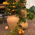 Finca palmira 1